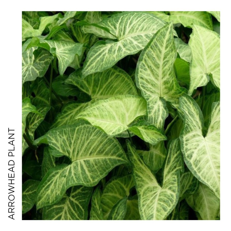 Сингониум Золотая Венеция