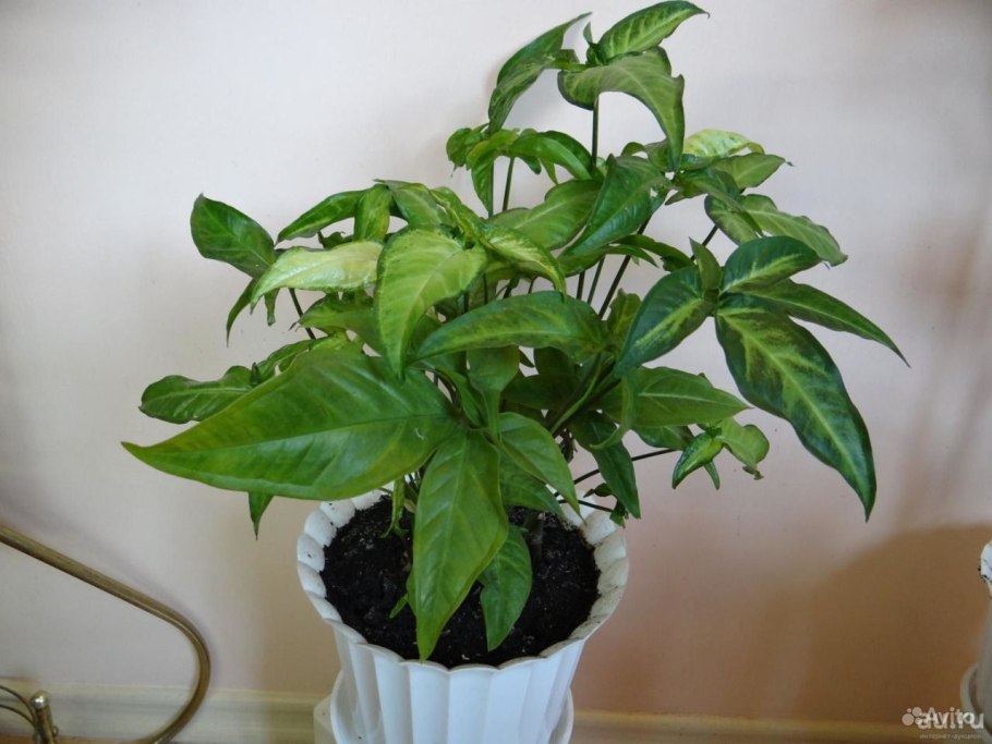 Сингониум Мейтленд Мохито