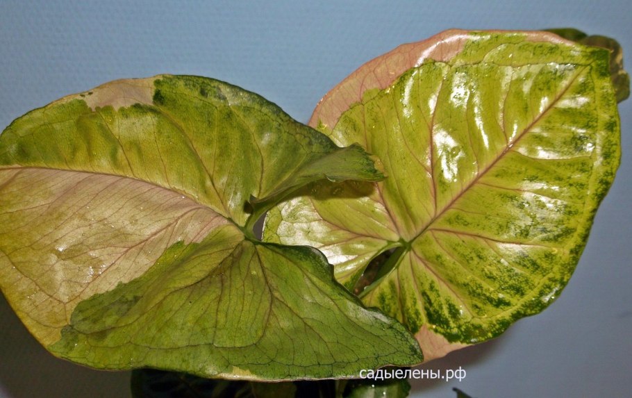 Сингониум Грин спот