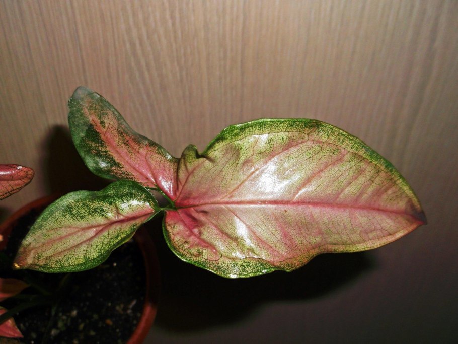 Сингониум Грин Арроу