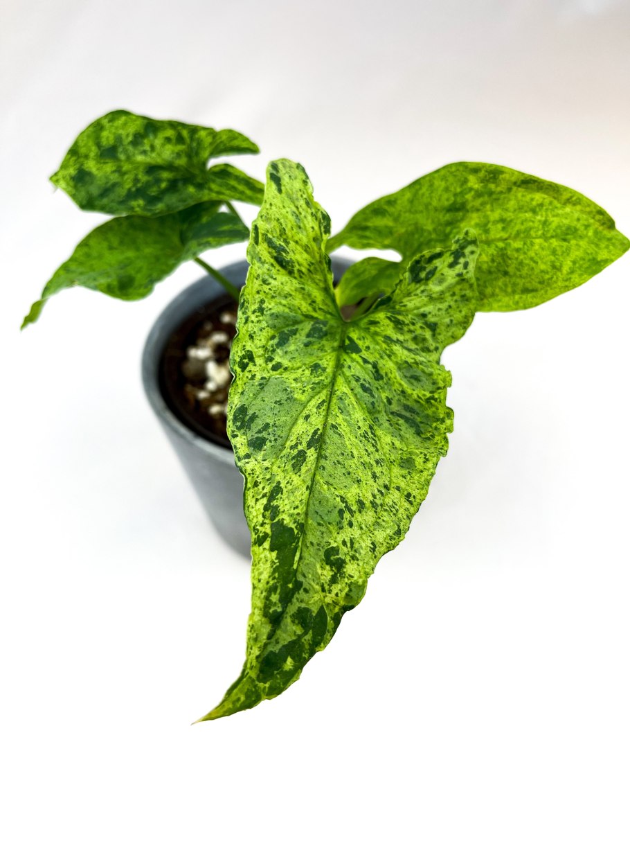 Сингониум медуза