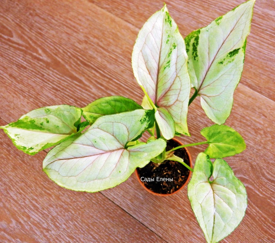 Сингониум Грин Сплеш