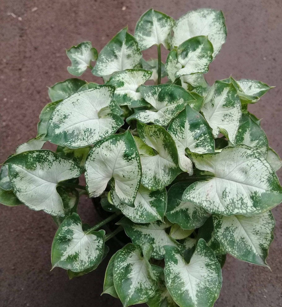 Сингониум сплеш