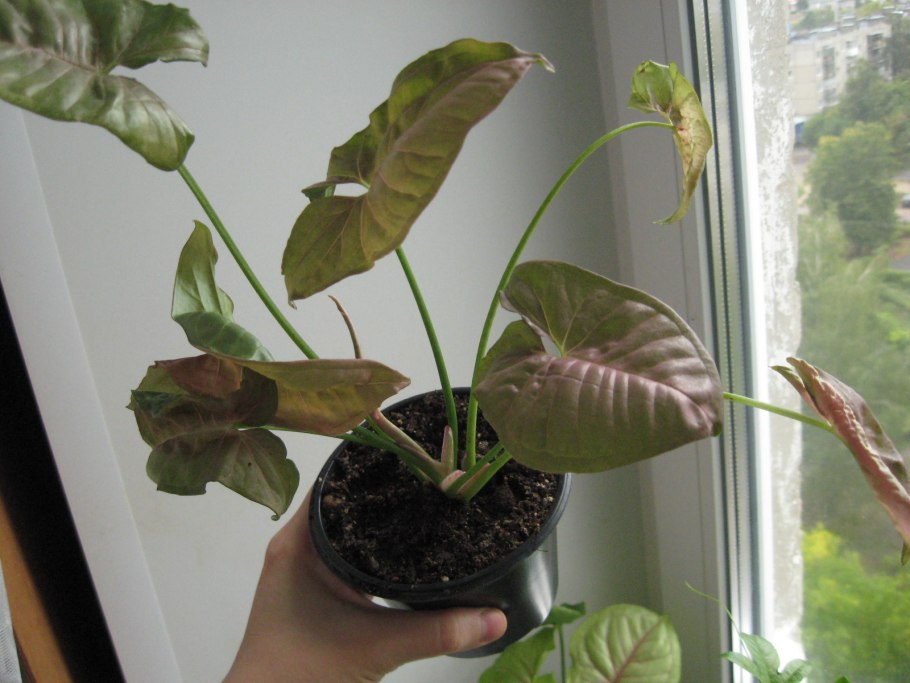 Сингониум лиана