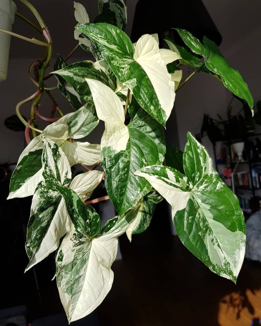 Мария пот сингониум