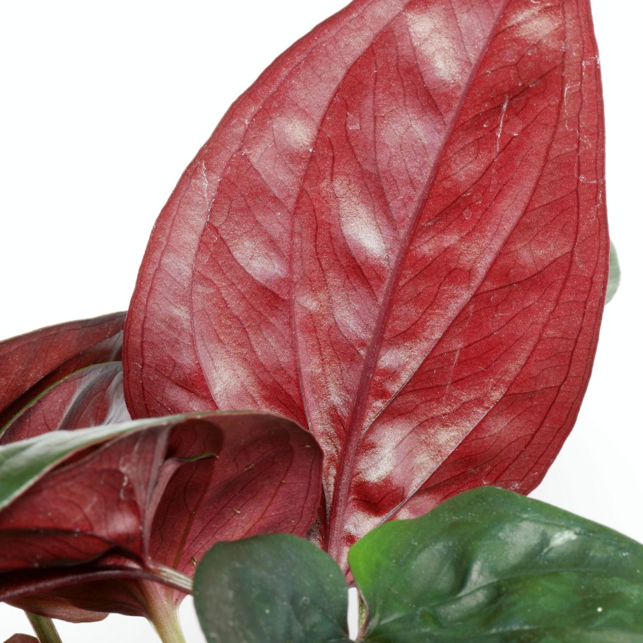 Сингониум Грин Эрроу