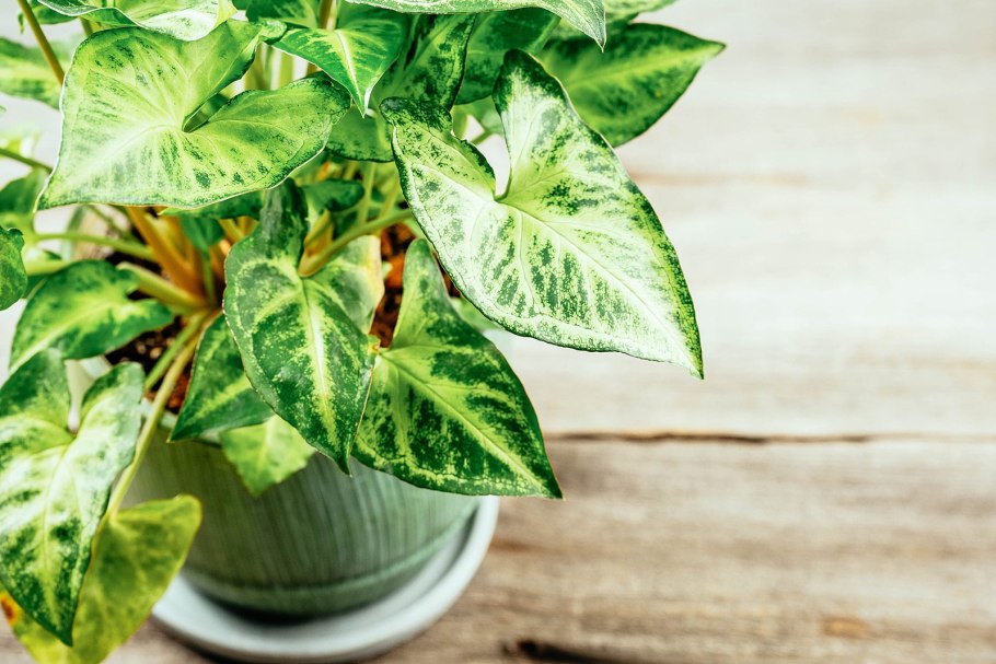 Сингониум Милк конфетти требования к освещению