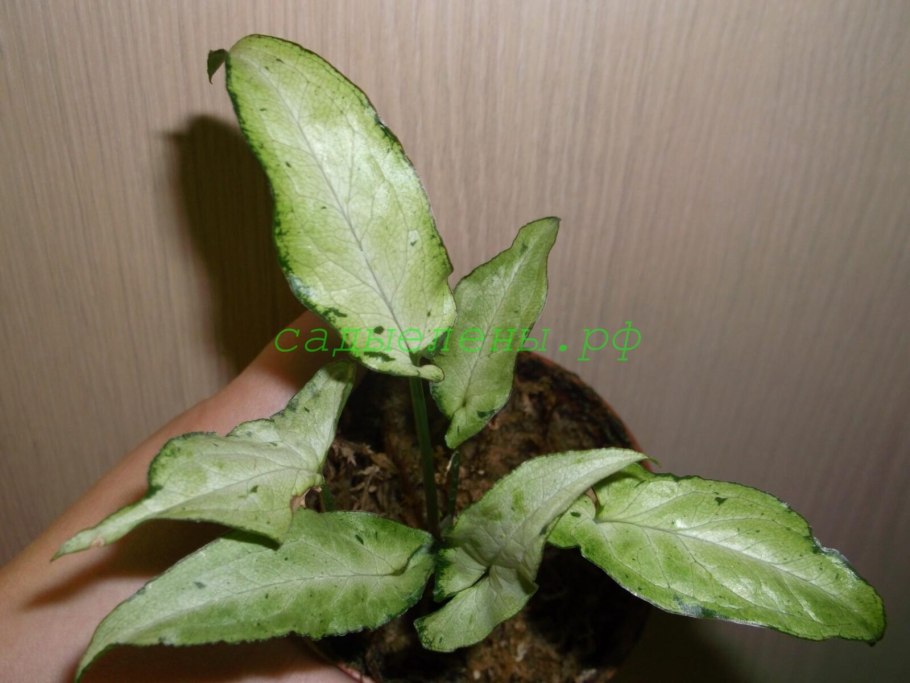 Сингониум Подофиллум