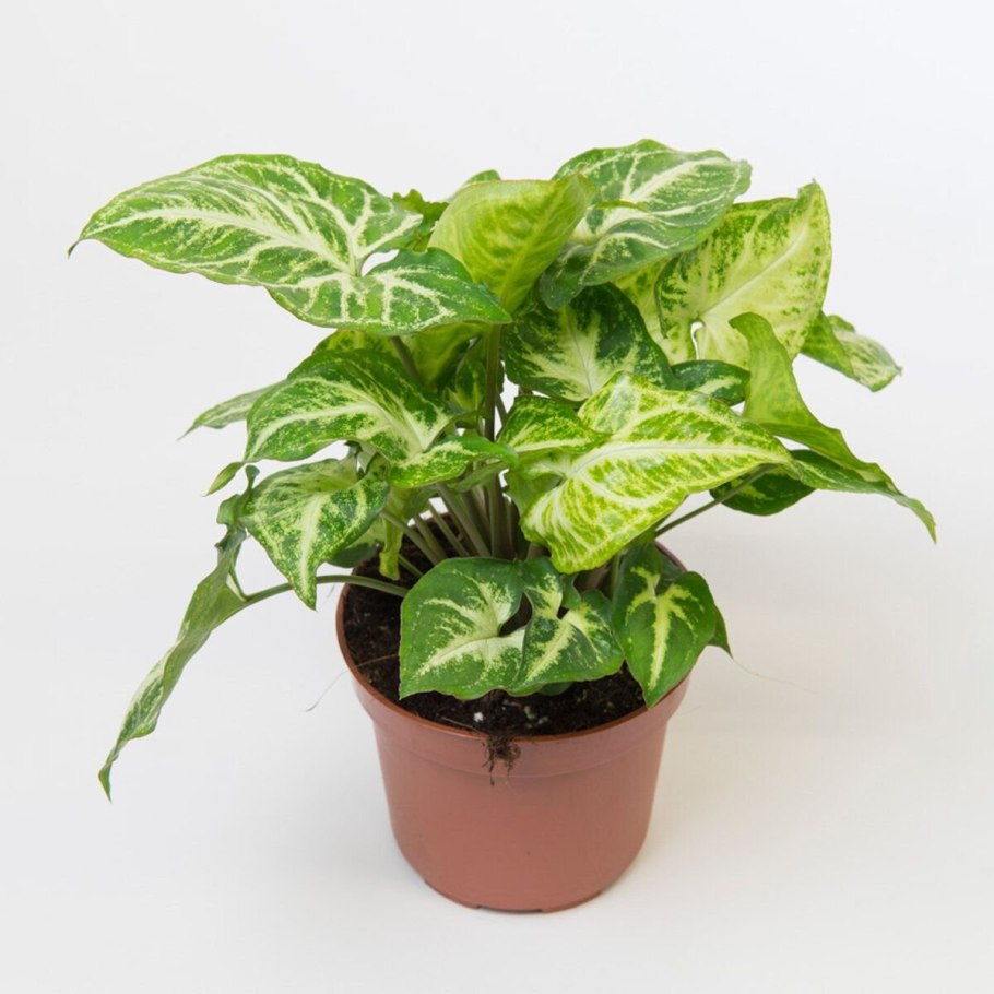 Сингониум Эмеральда Грин