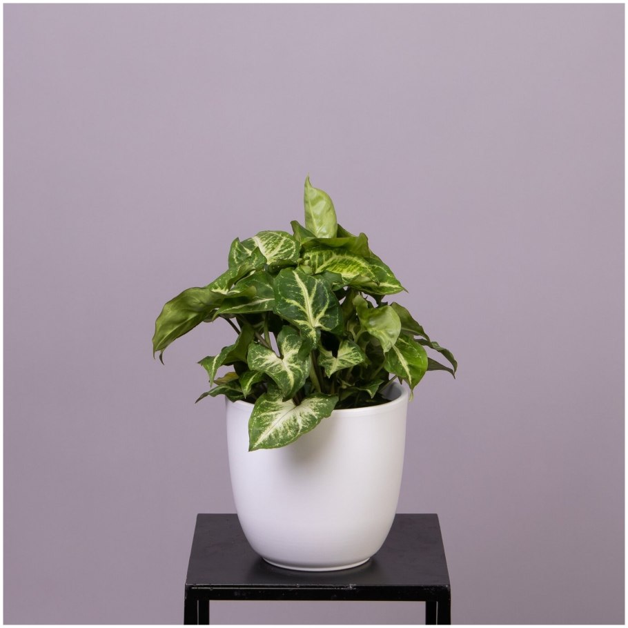 Сингониум Голден