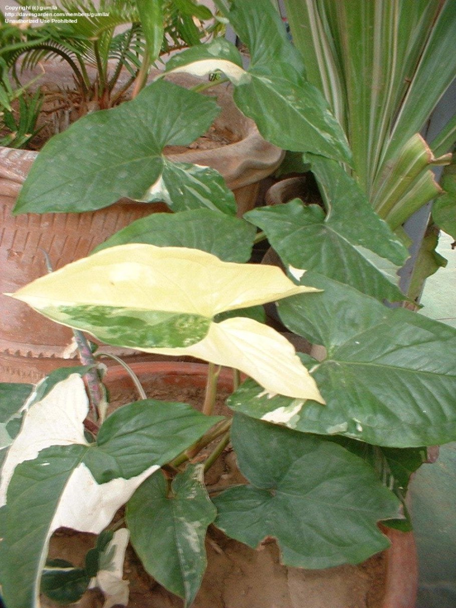 Сингониум Хоффмани