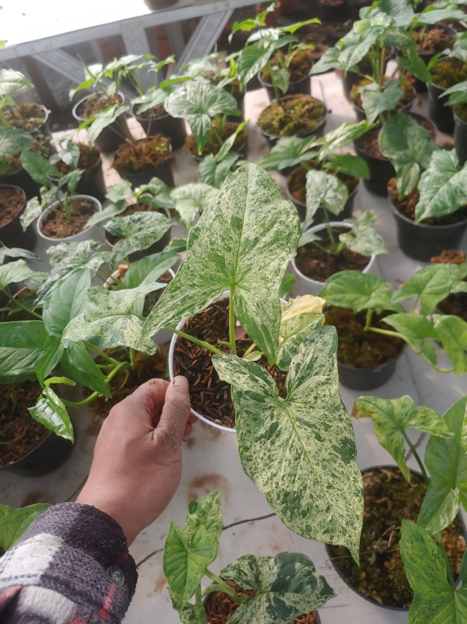 Сингониум Годзилла