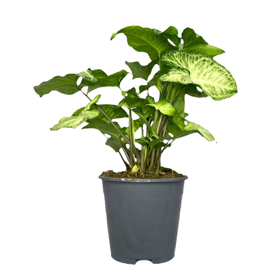 Сингониум моттлед мохито