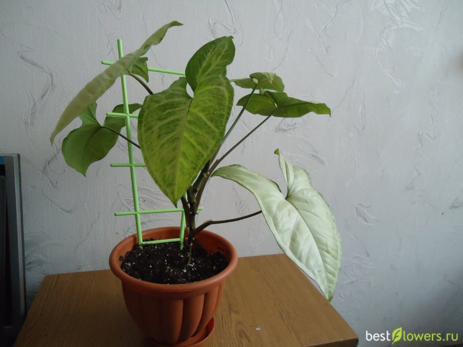 Сингониум вариегатный