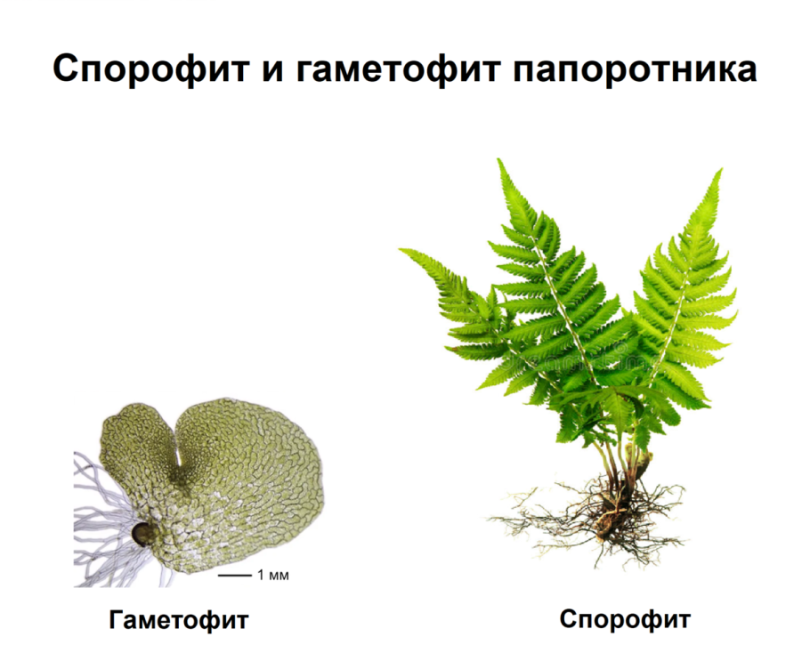 Папоротники относятся к низшим растениям. Гаметофит щитовника мужского. Щитовник мужской размножение. Спорофит щитовника мужского. Строение гаметофита папоротника.