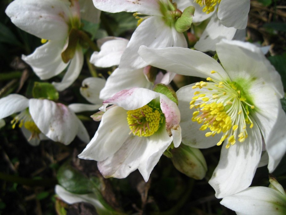 Морозник анемона Блэк