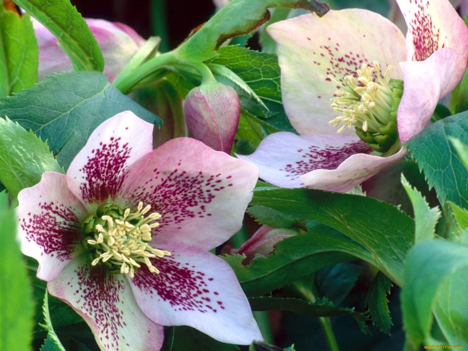 Морозник черный Helleborus Niger