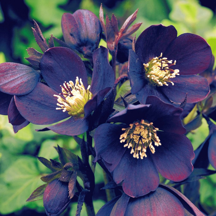 Морозник плод