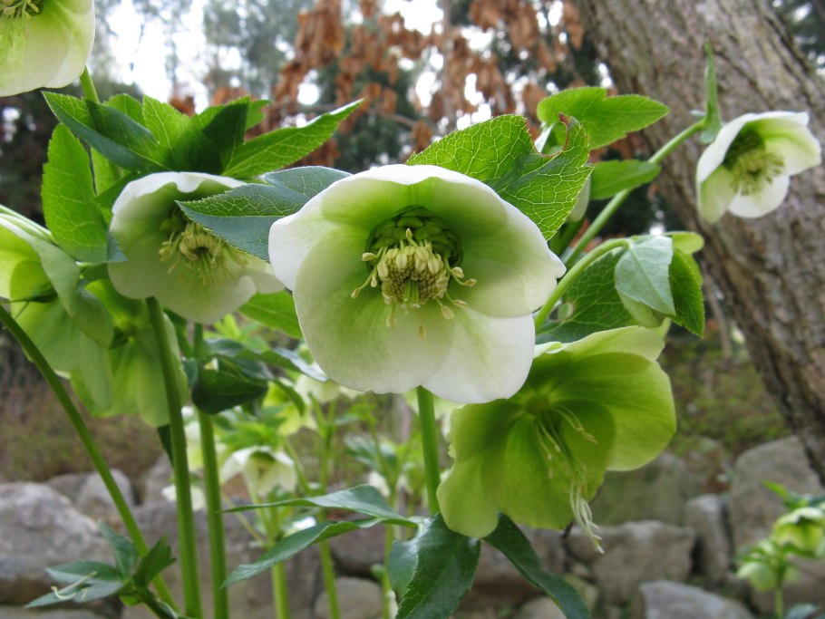 Морозник (Helleborus) кавказский