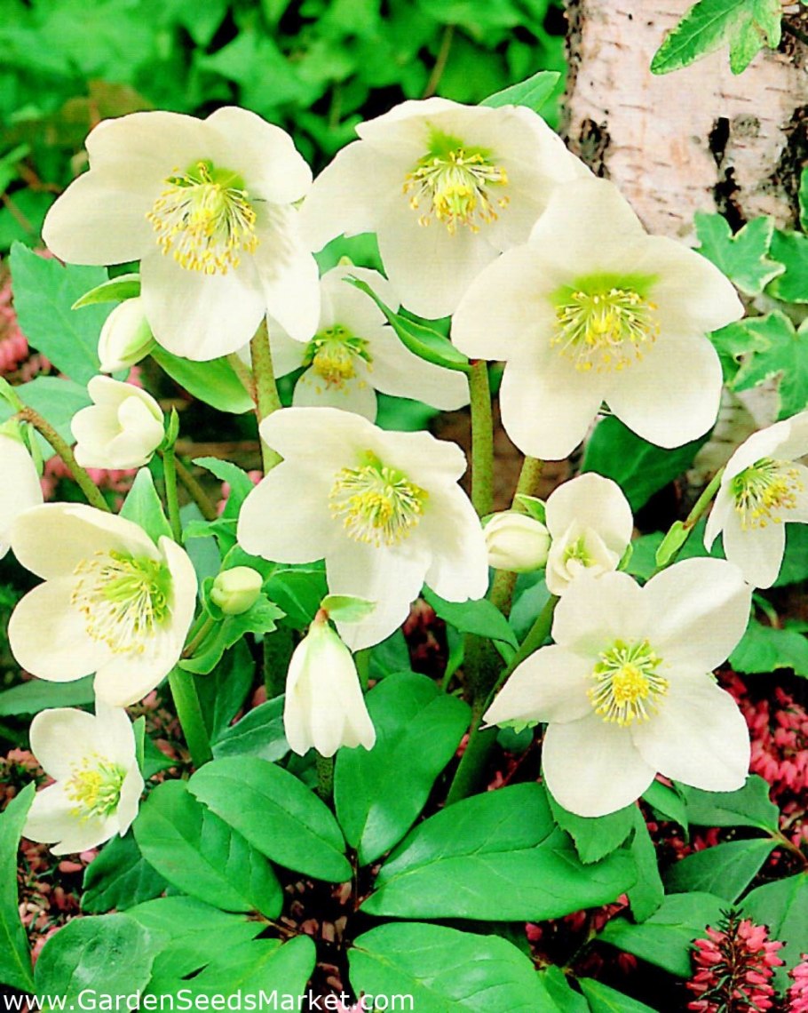 Морозник геллеборус