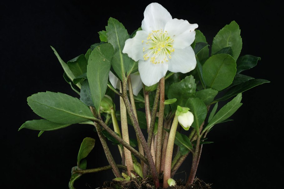 Морозник (геллеборус) черный