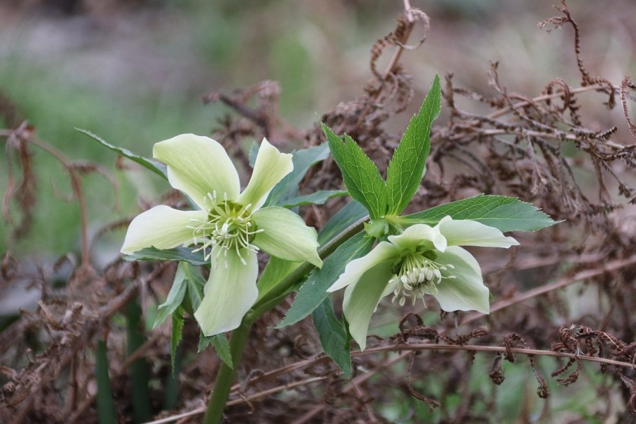 Морозник Винтер Саншайн