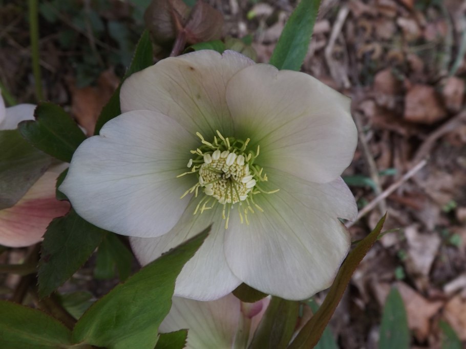 Морозник Кристмас Кэрол