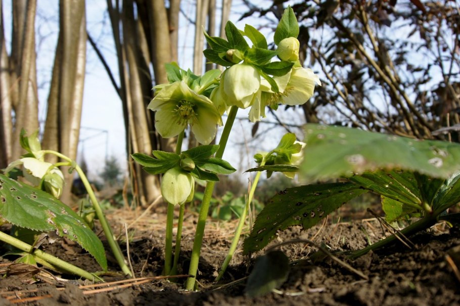 Морозник ягоды