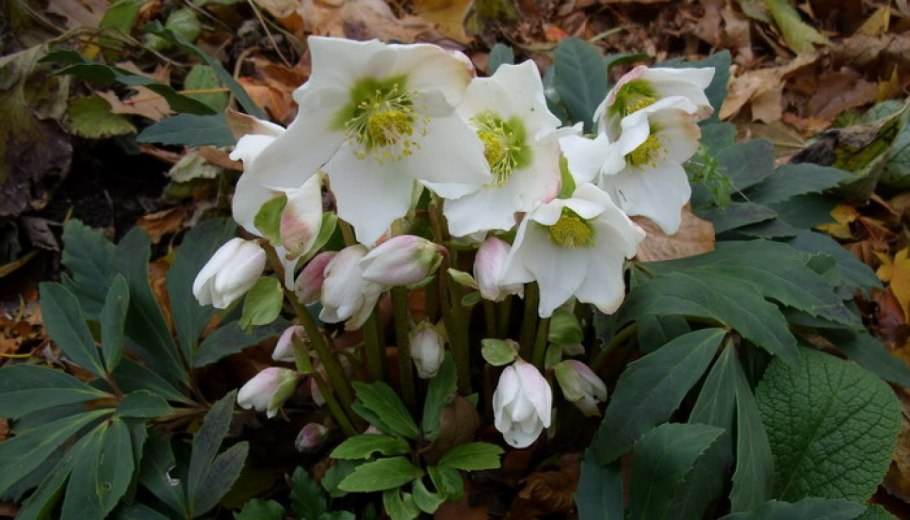 Морозник (геллеборус) черный