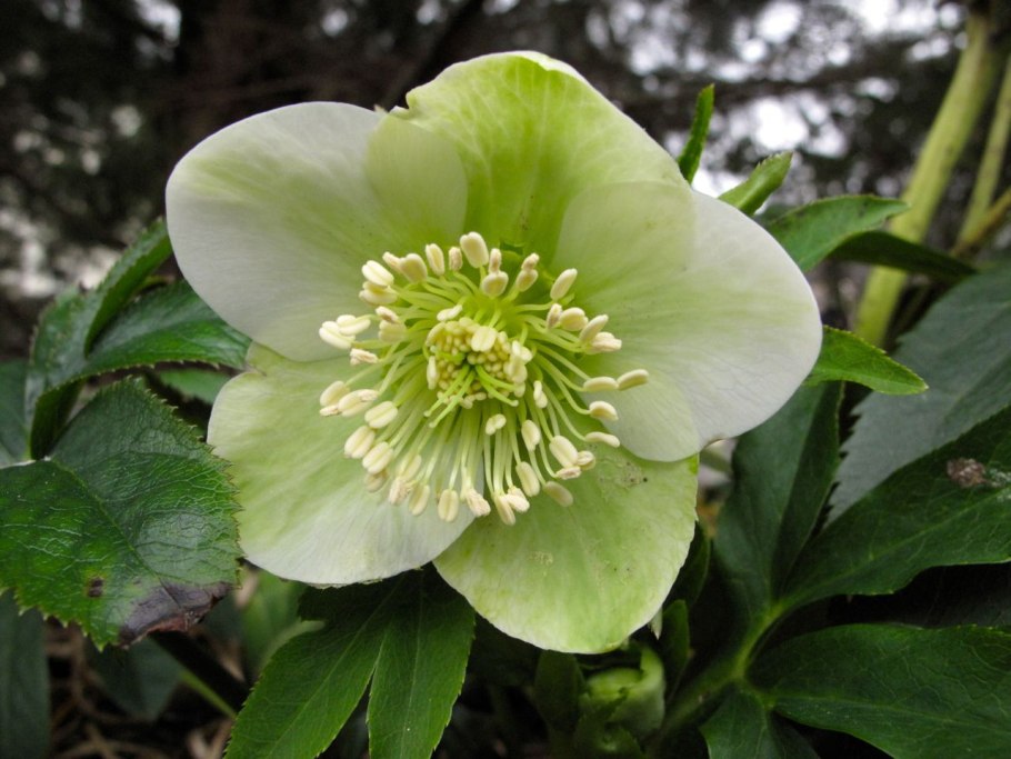 Helleborus orientalis
