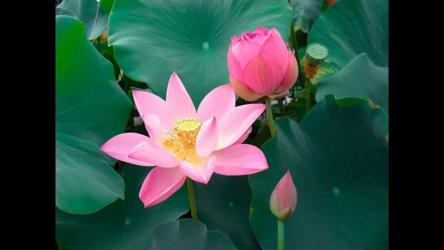 Лотос орехоносный Nelumbo nucifera