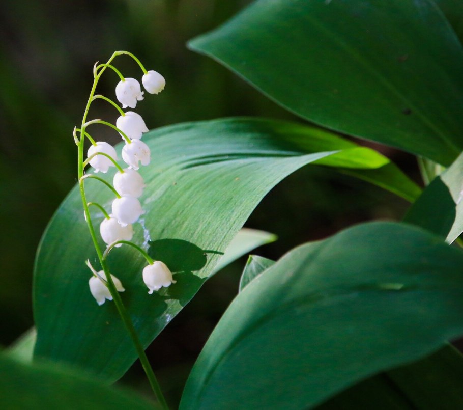 Венерин башмачок красная