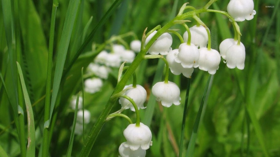 Венерин башмачок красная книга