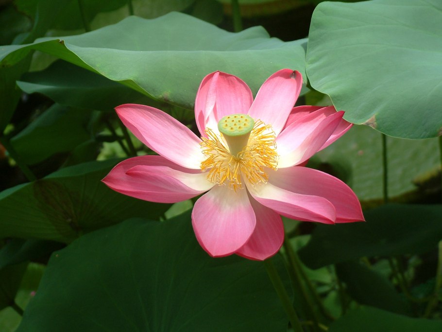Лотос орехоносный Nelumbo nucifera