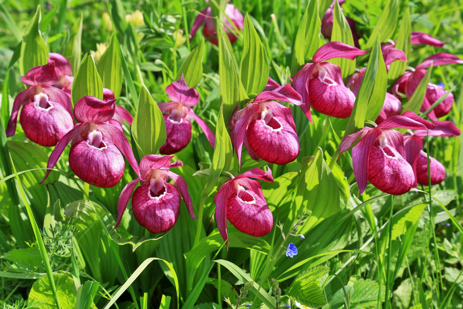 Редкие растения Москвы