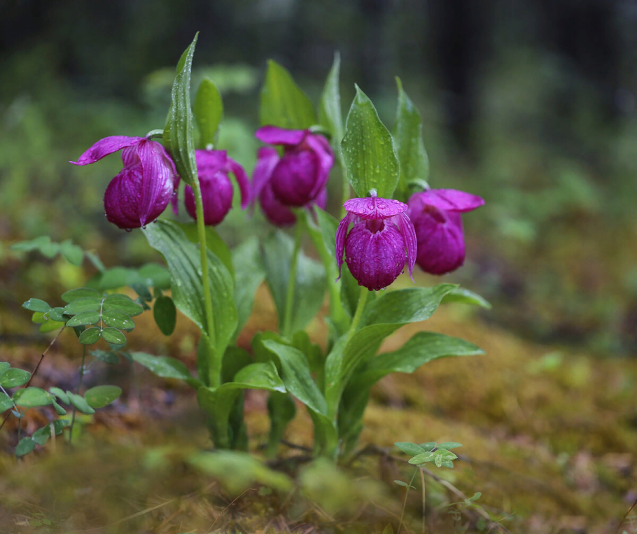 Венерин башмачок фиолетовый
