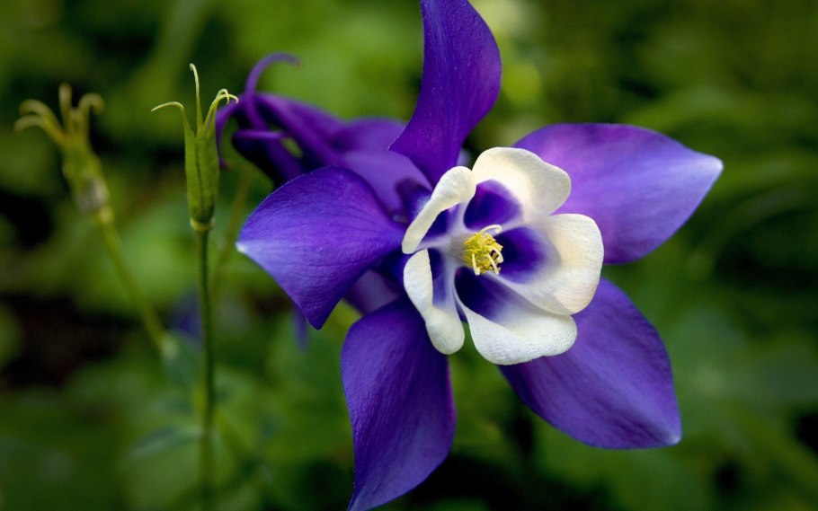 Венерин башмачок