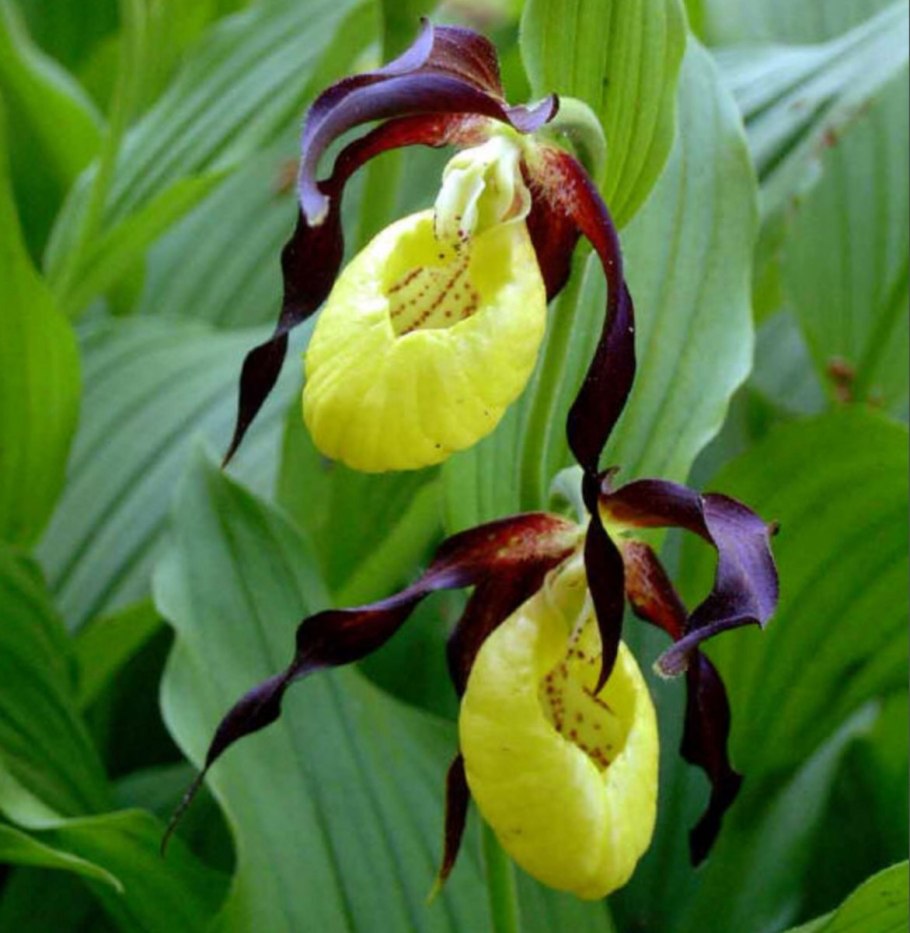 Примула первоцвет весенний красная книга