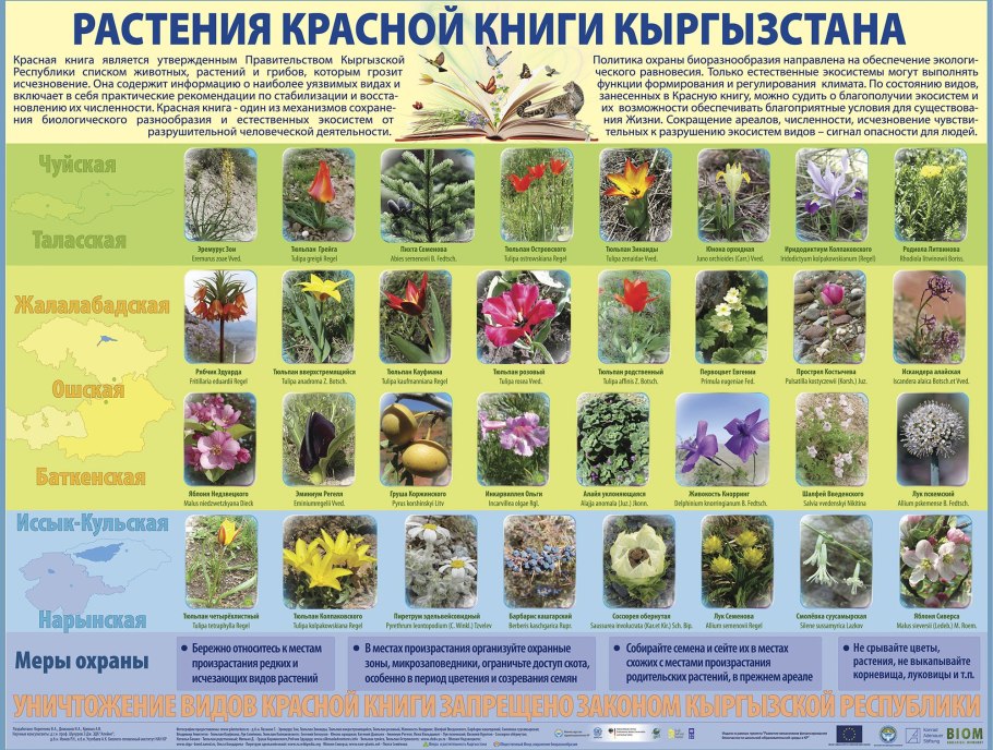 Лотос орехоносный Nelumbo nucifera
