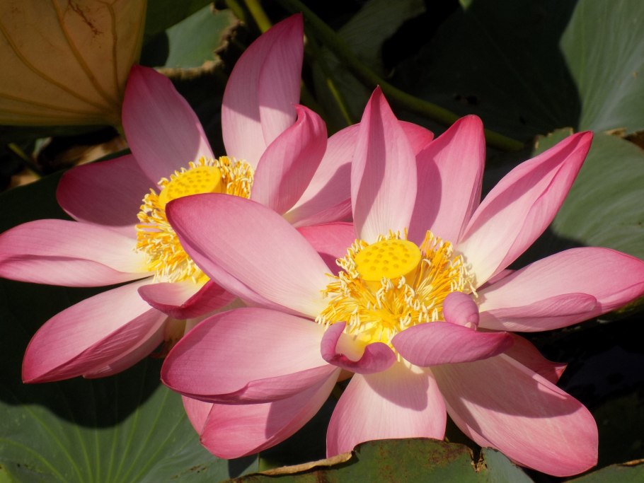 Аквилегия Лесная синяя