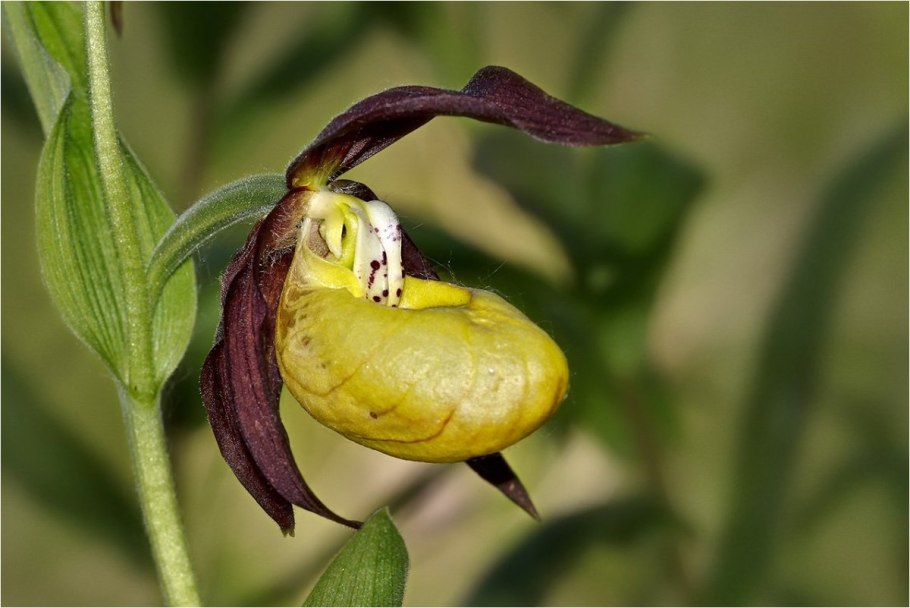 Вымершие растения