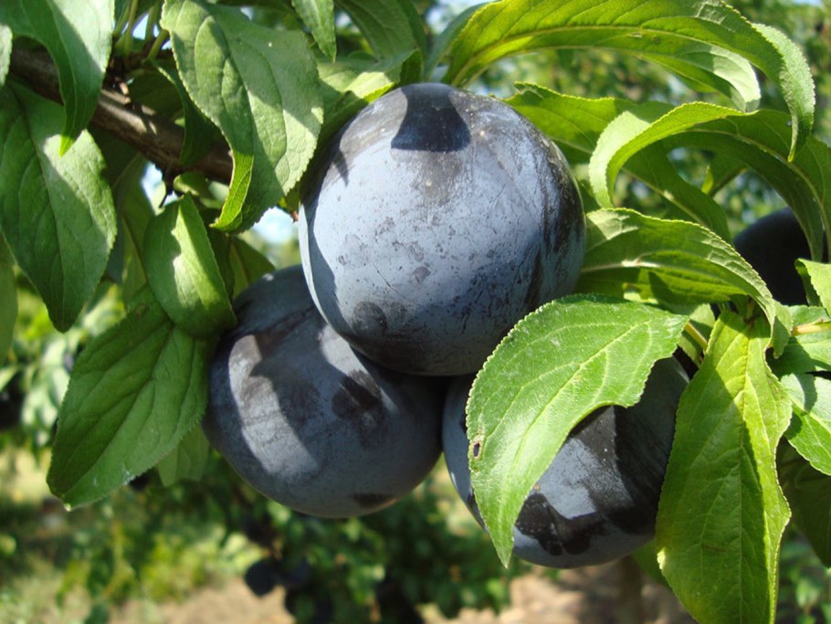 Слива Prunus domestica