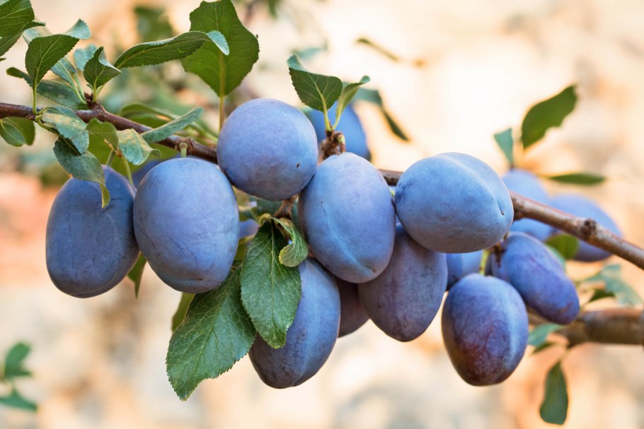 Слива Кабардинская ранняя