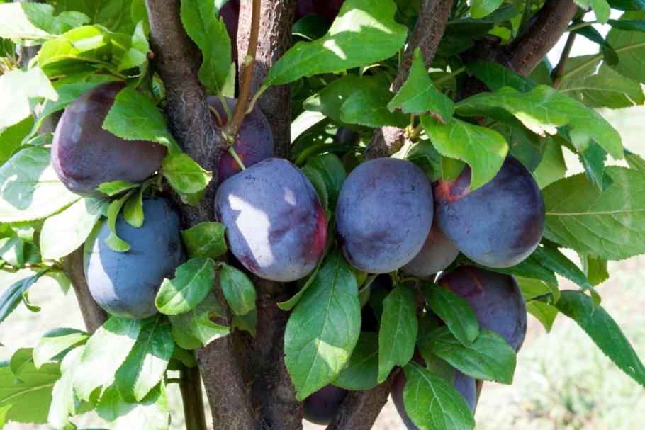 Шарафуга вельвет Санрайз