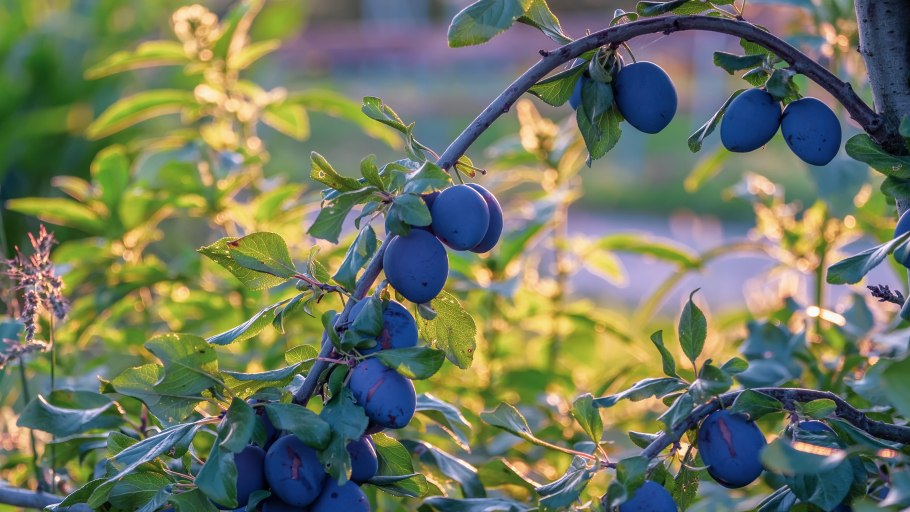 Слива алыча Анжелино