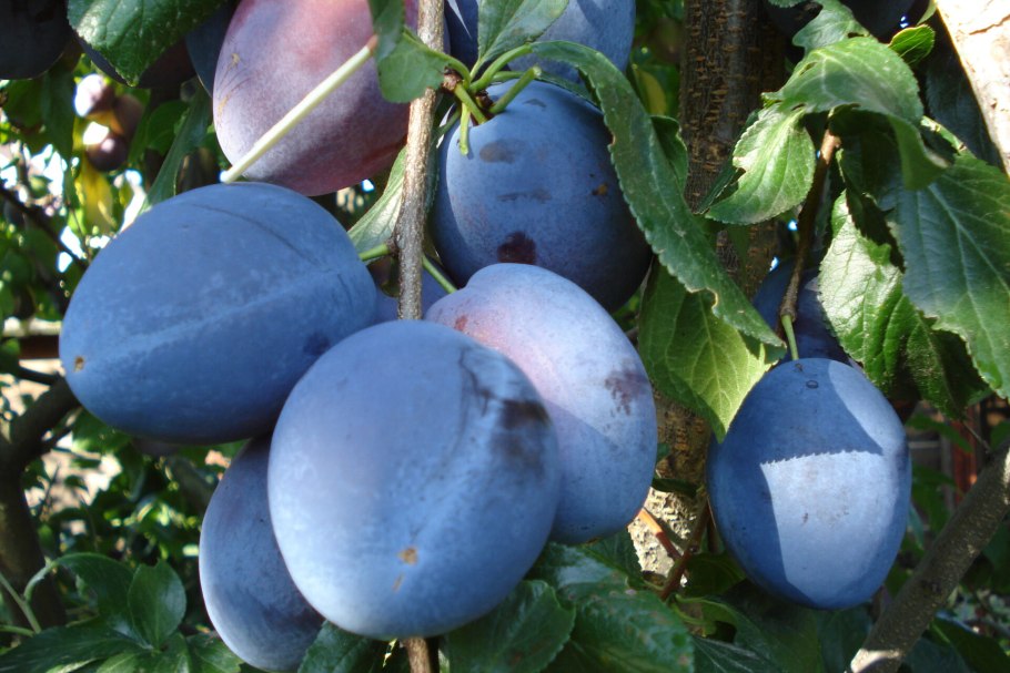 Слива Prunus domestica