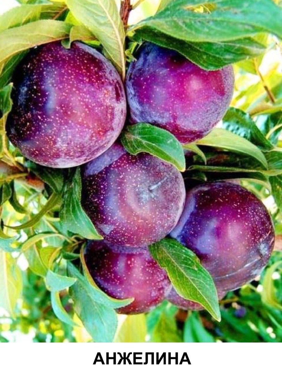 Алыча Писсарди