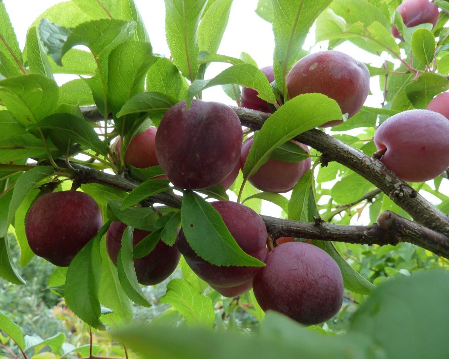 Слива Блэк Сплендор