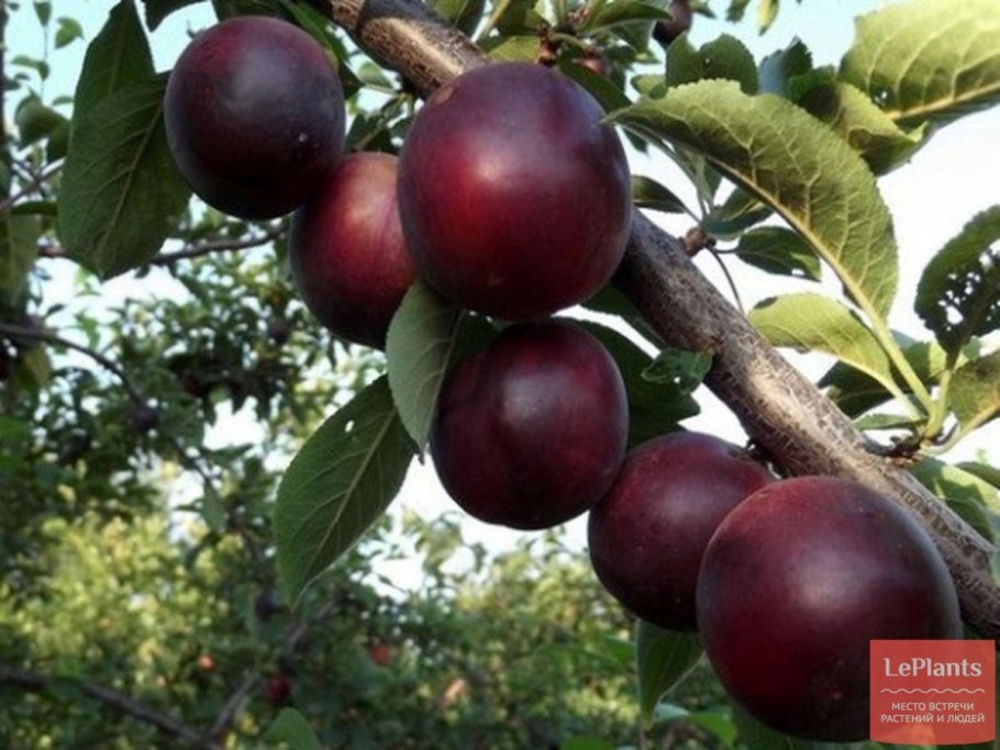 Слива сезонная