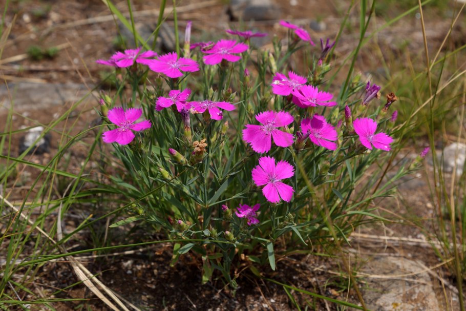 Гвоздика травянка (Dianthus deltoides) Brilliant